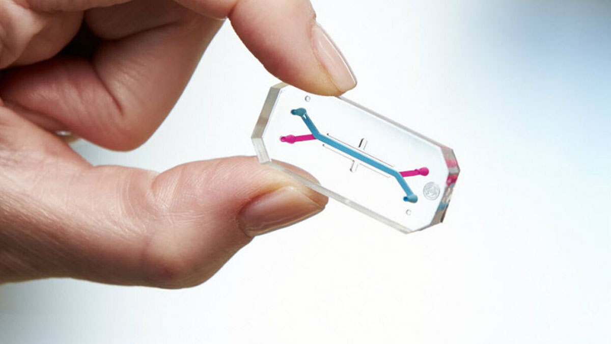 organ on a chip